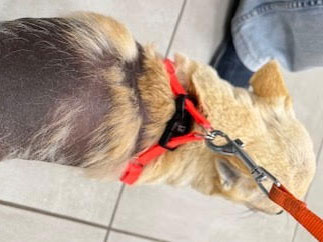 Visita dermatologica su cane al Centro Dermatologico Veterinario Siciliano