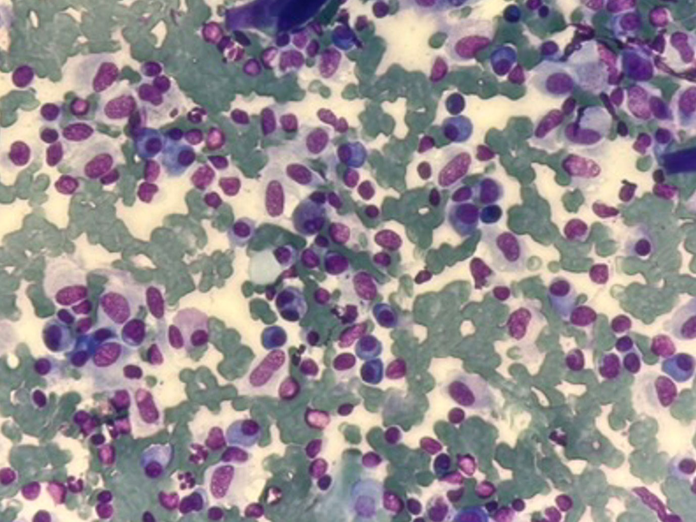 Campioni citologici veterinari preparati su pi&ugrave; vetrini